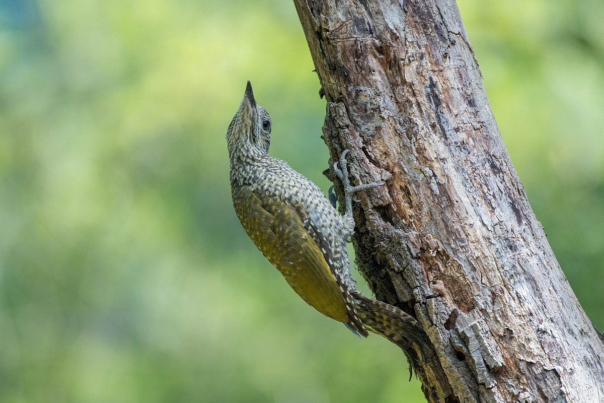 green woodpecker