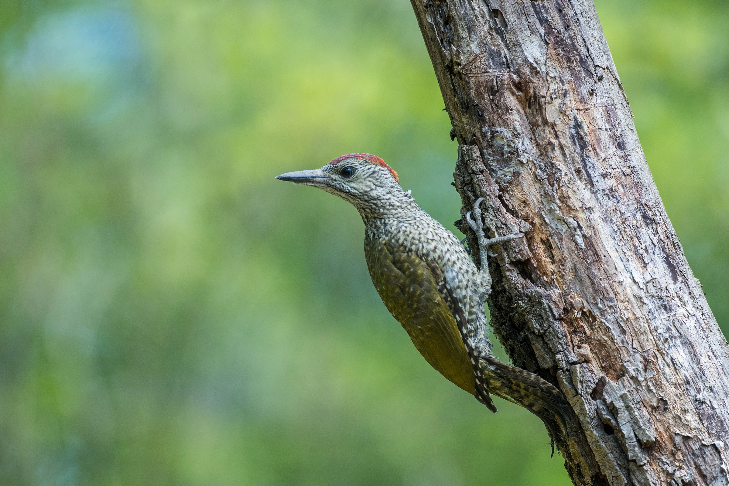 green woodpecker