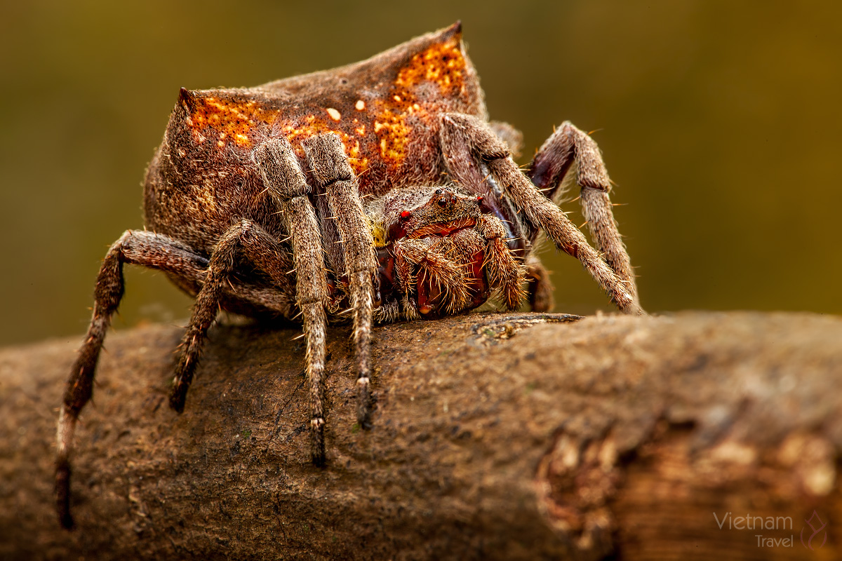 Spider Vietnam