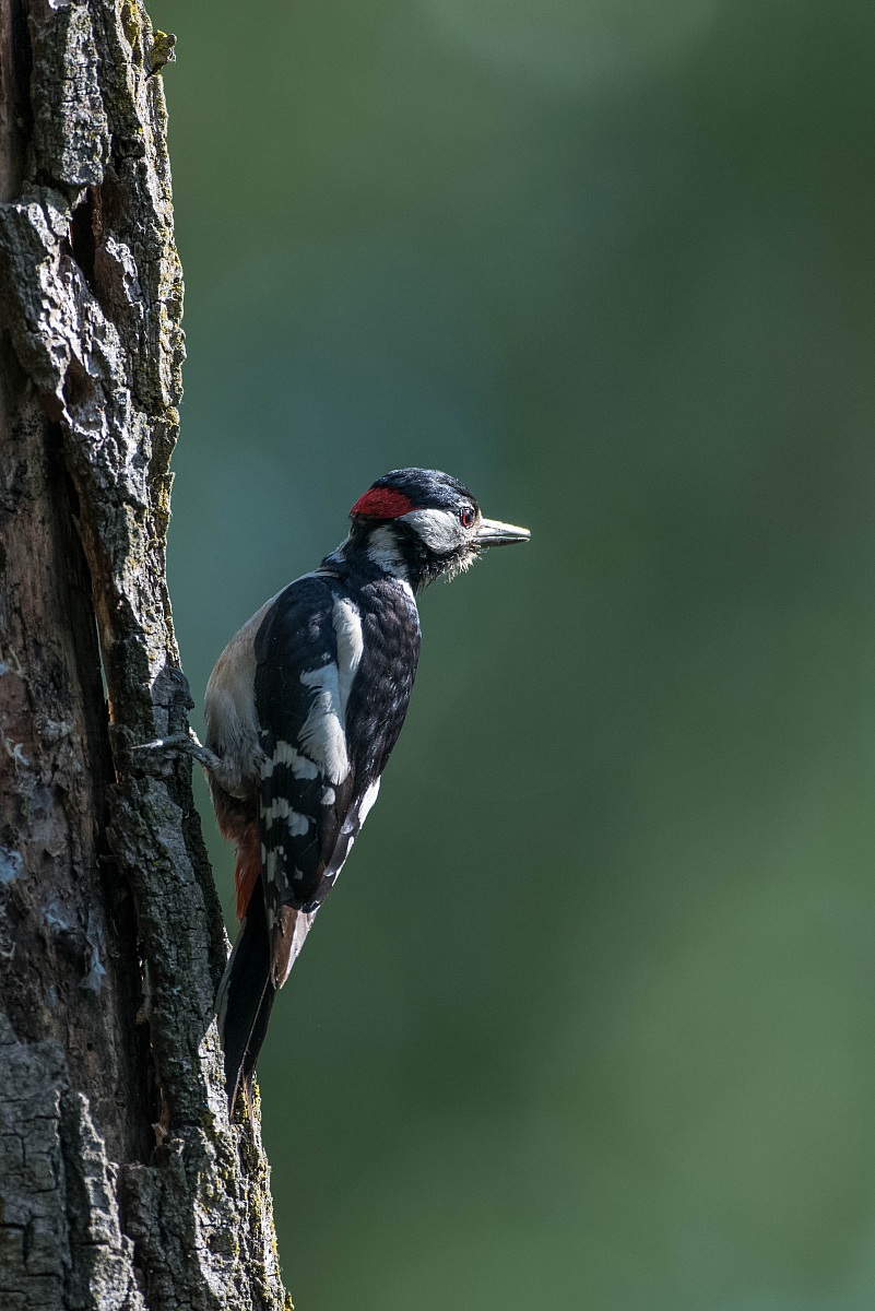 woodpecker
