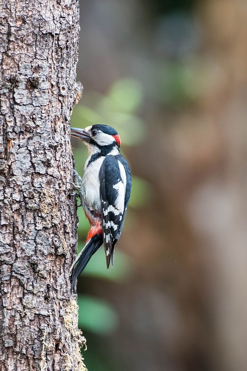 woodpecker
