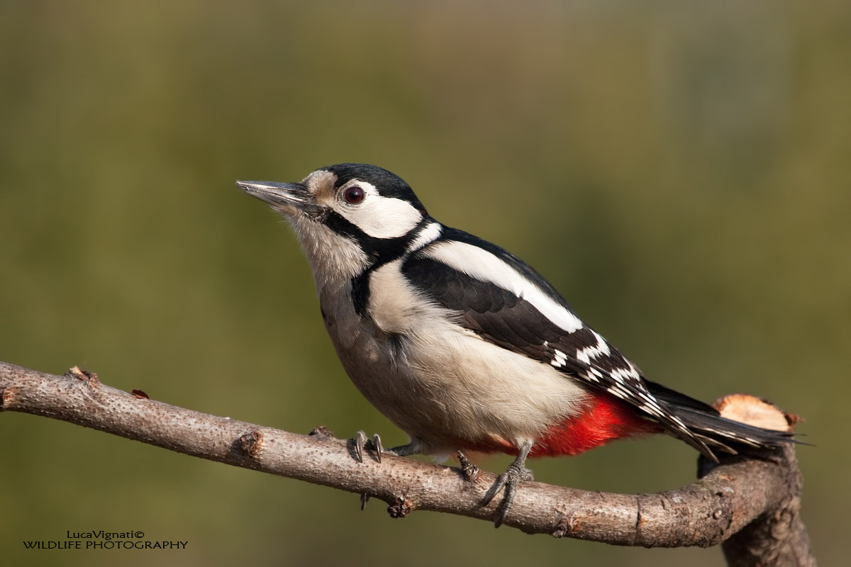 woodpecker