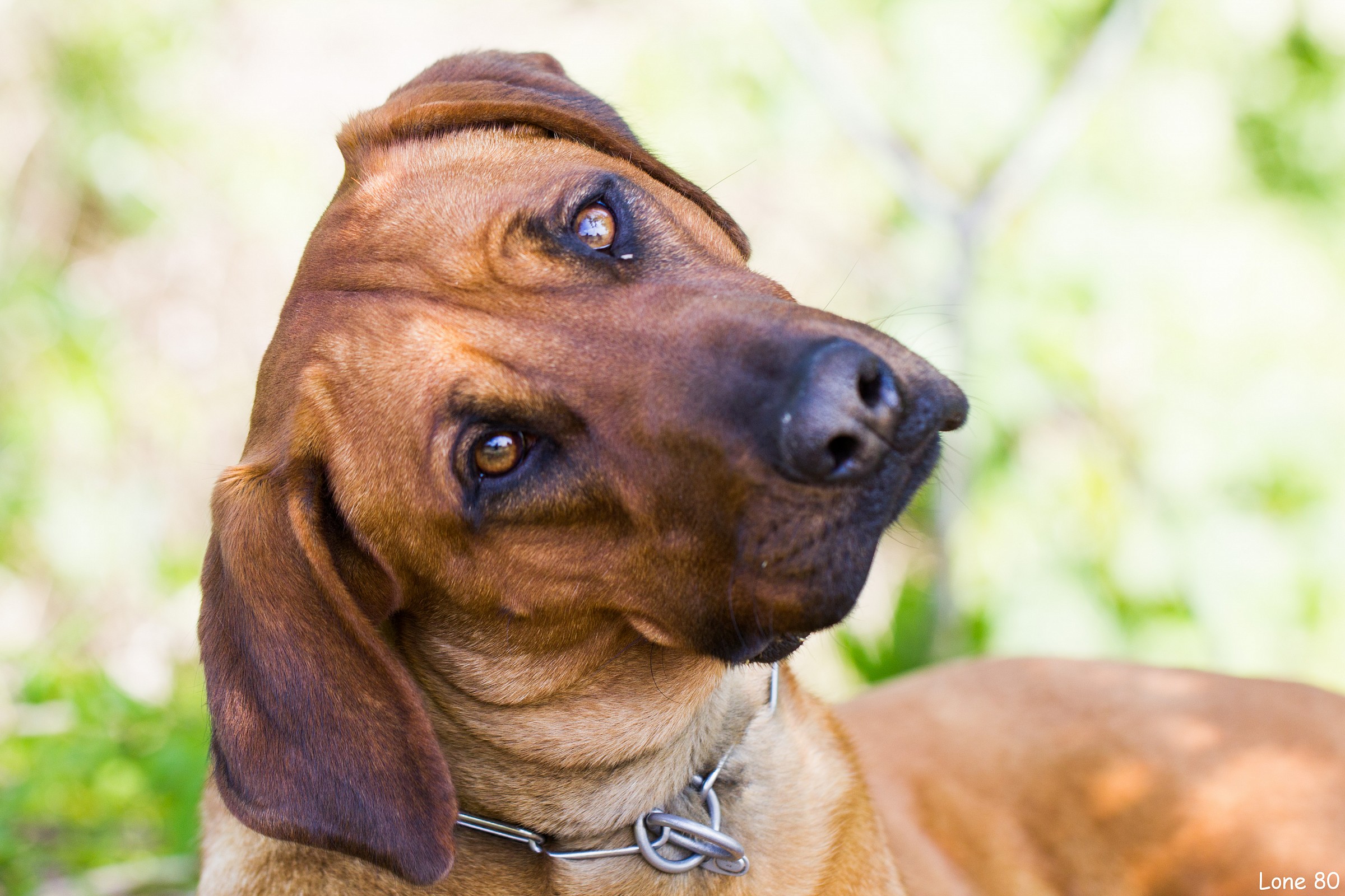 I do not understand ....