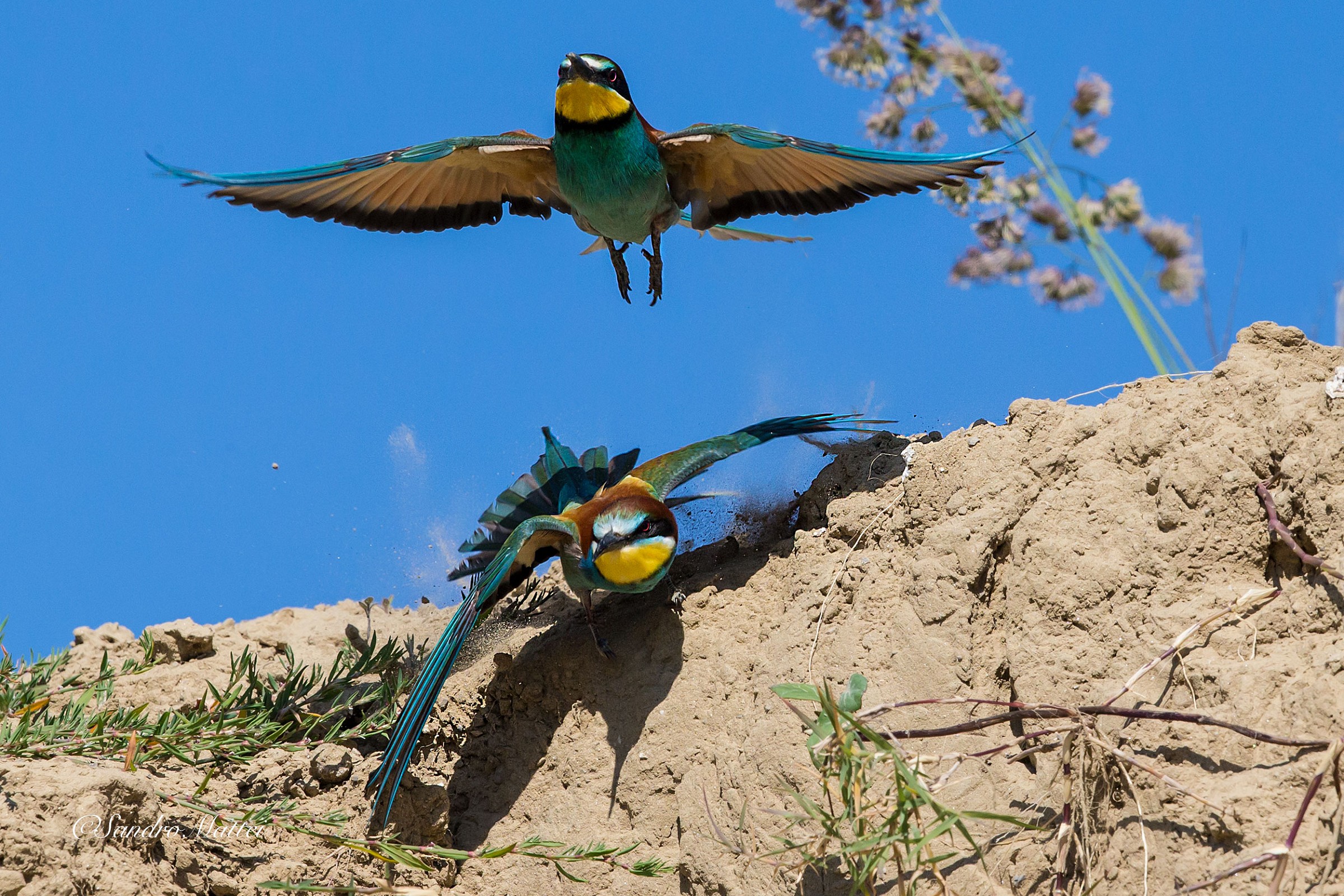 Catch me if you can ...... ...........