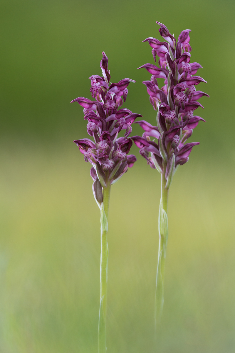 Orchidea cimicina (Anacamptis coriophora)