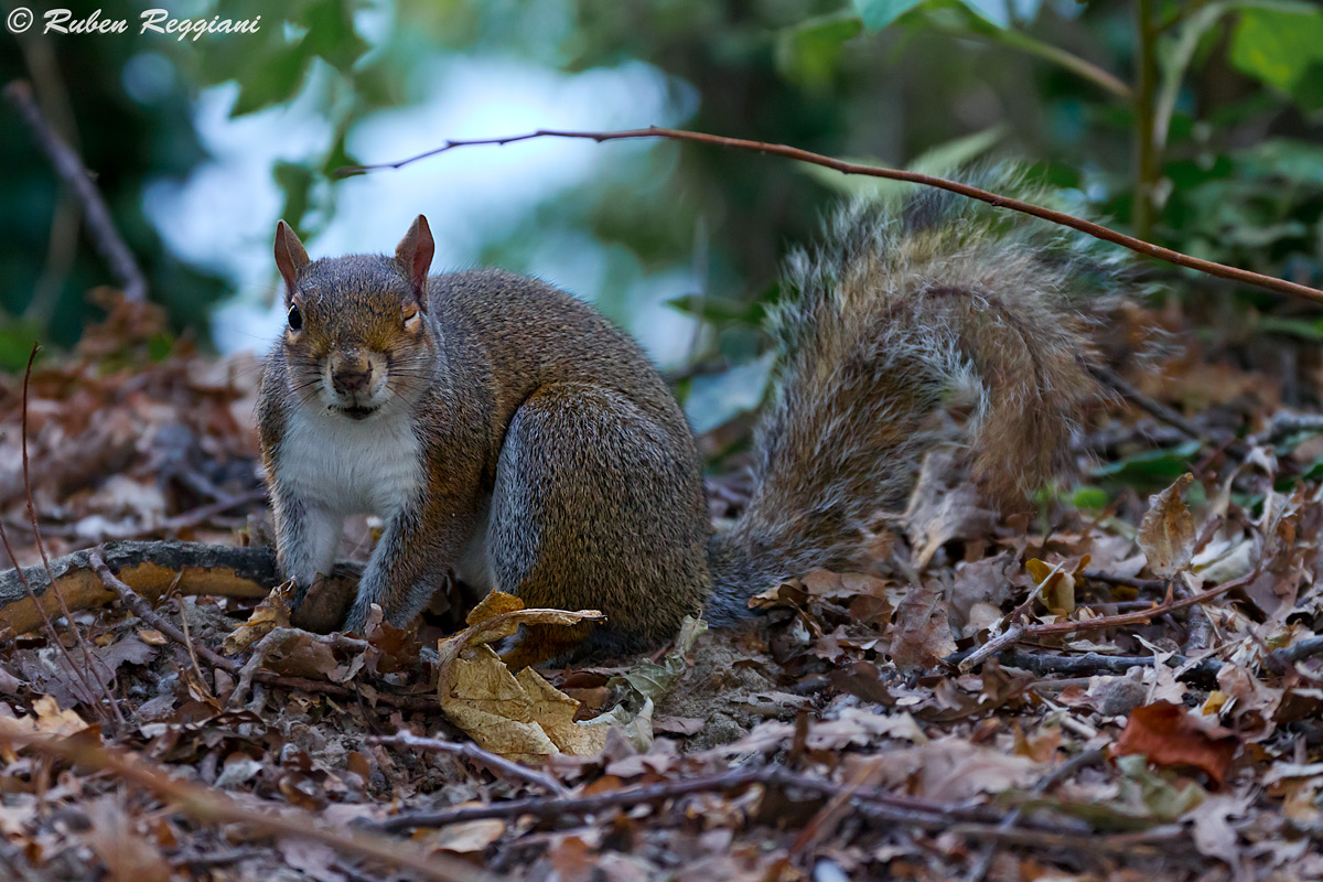 Guess where I nascosco the acorn