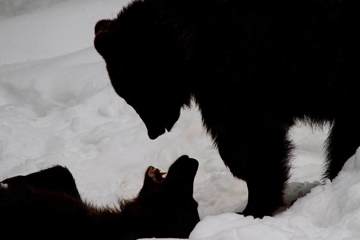 Orsetti giocherelloni