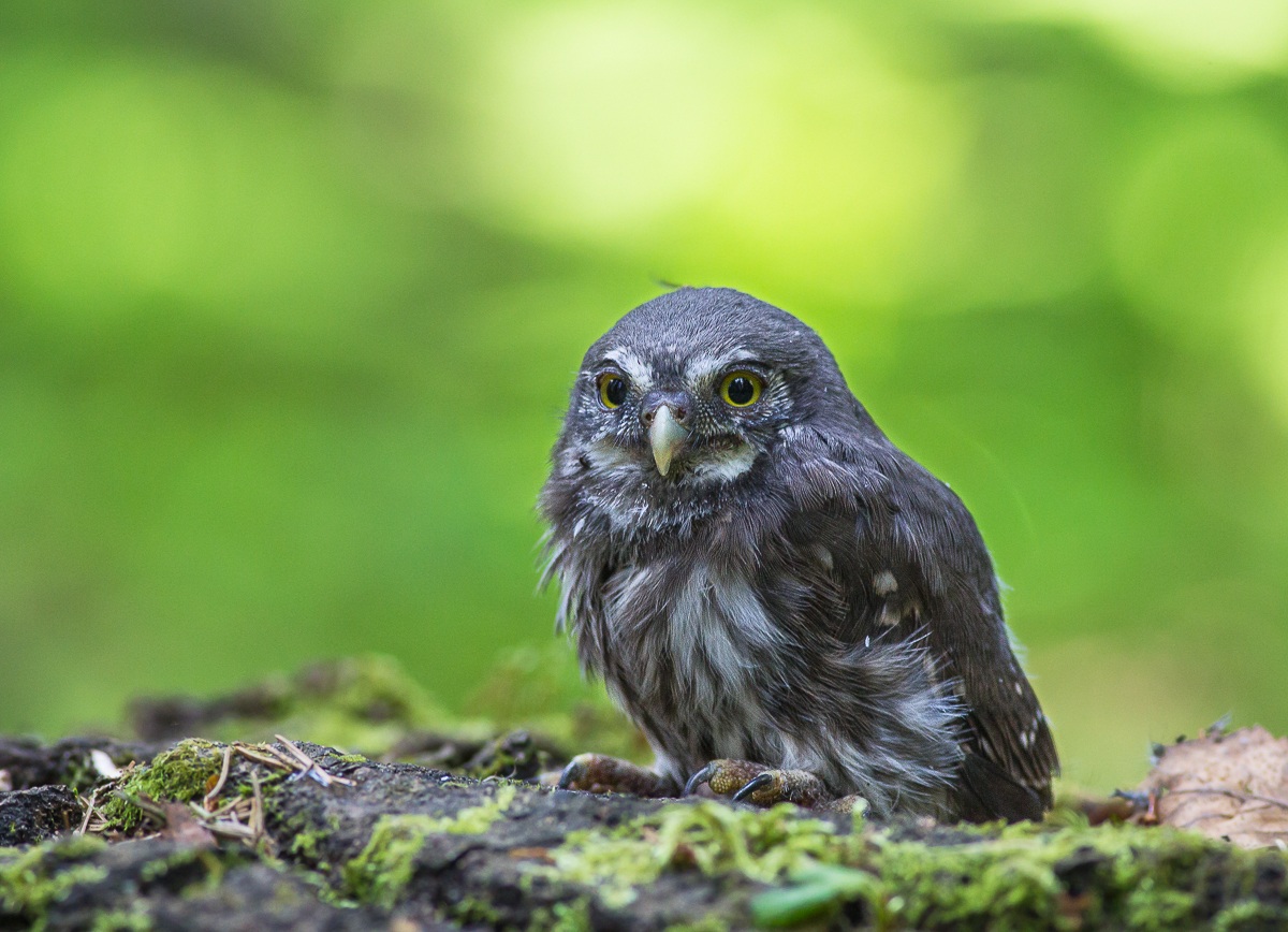 Pullo di civetta nana