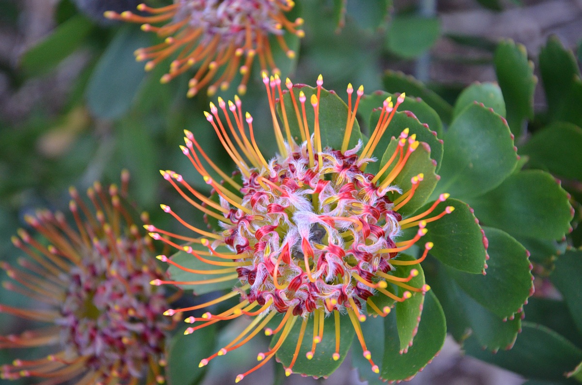 Protea