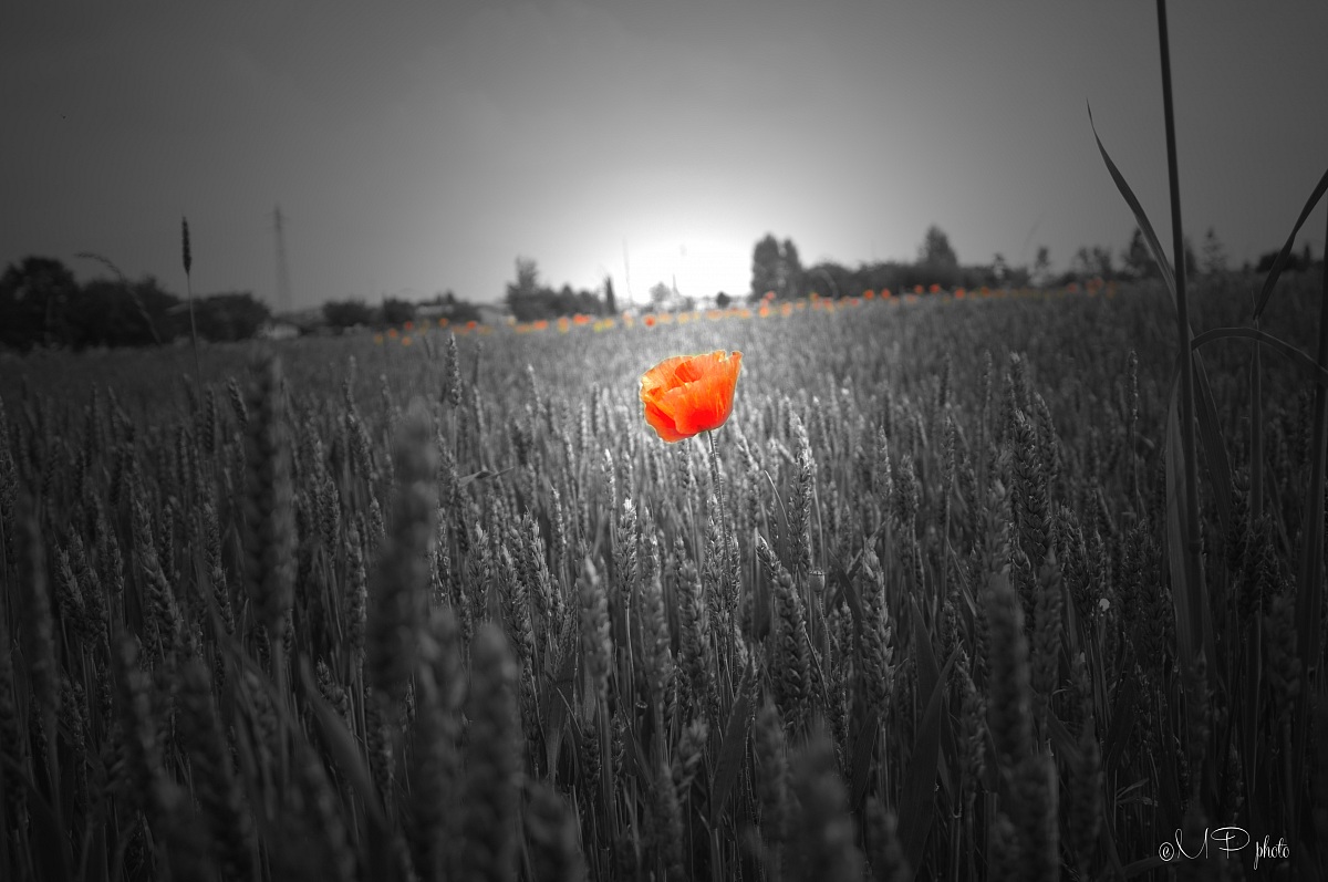 Lonesome Poppy
