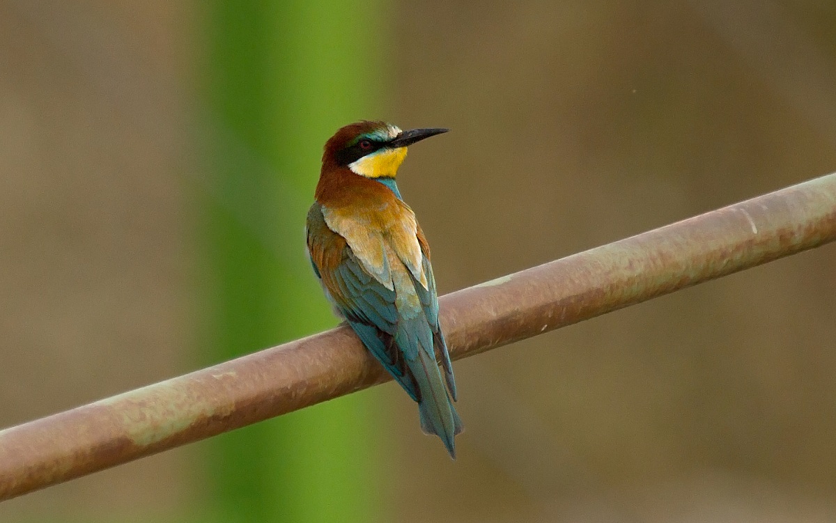 Bee-Eater