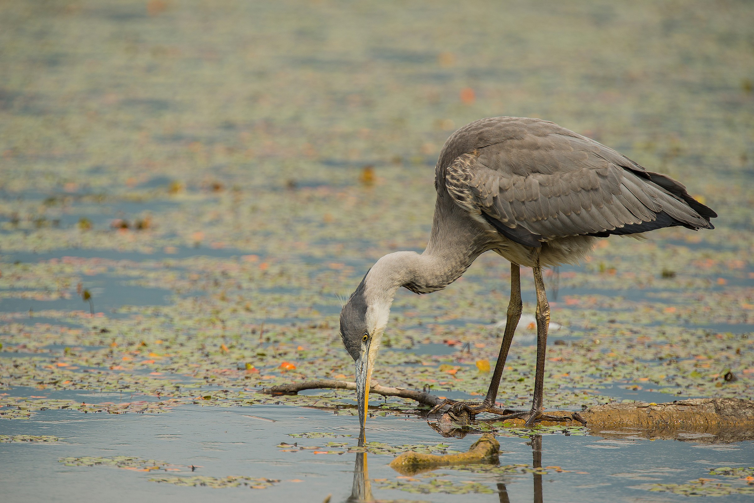 Cenerino in cerca di gamberi...
