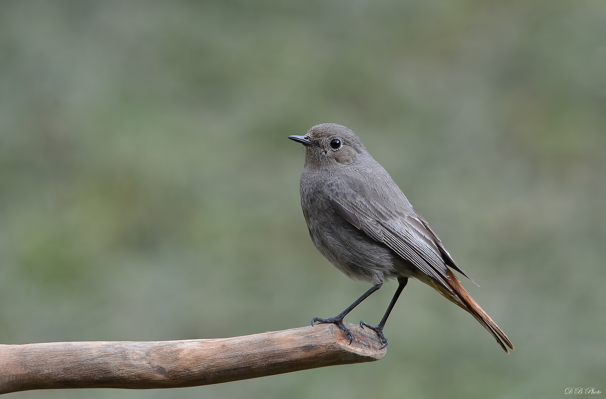 Codirosso spazzacamino femmina.