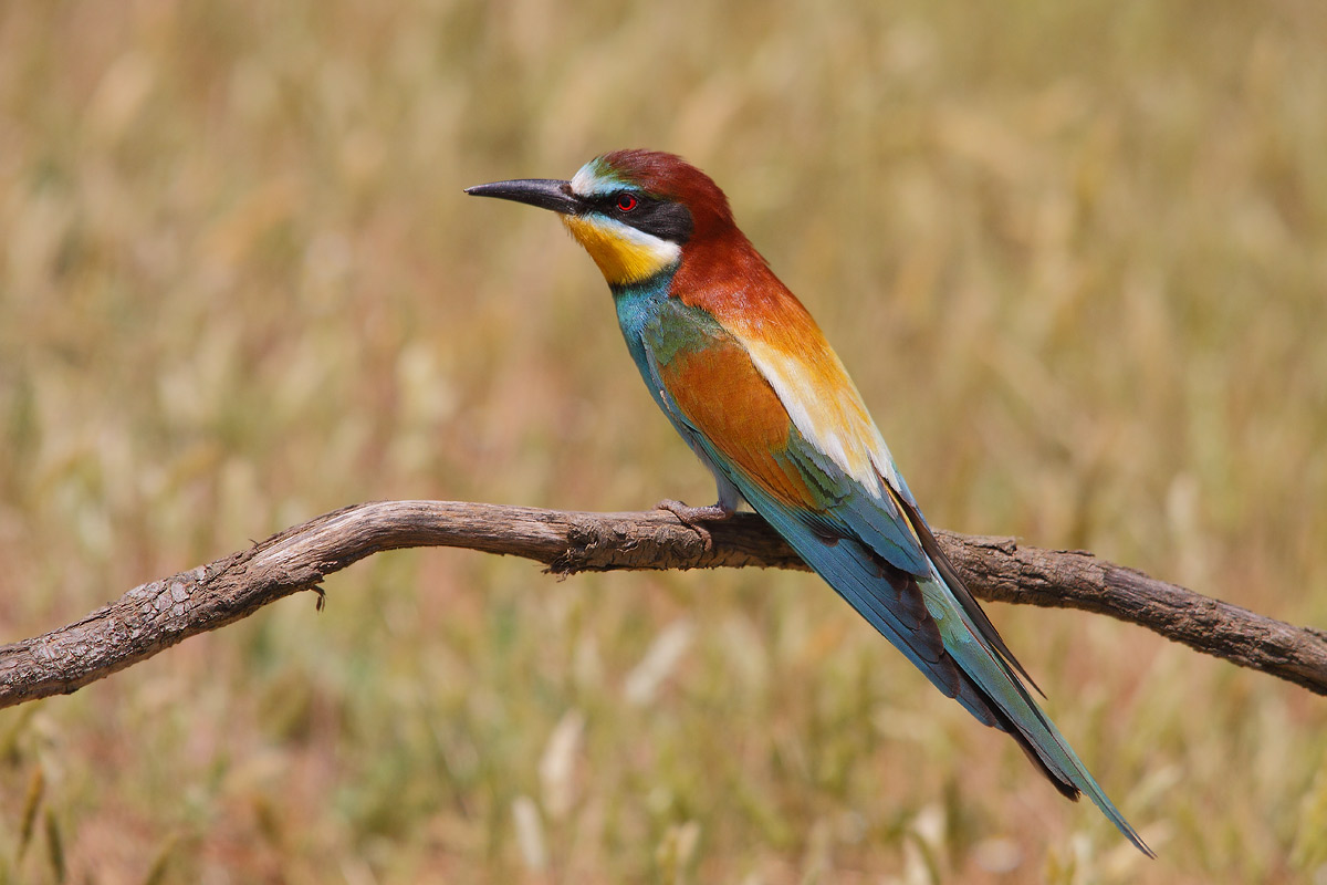 bee-eater