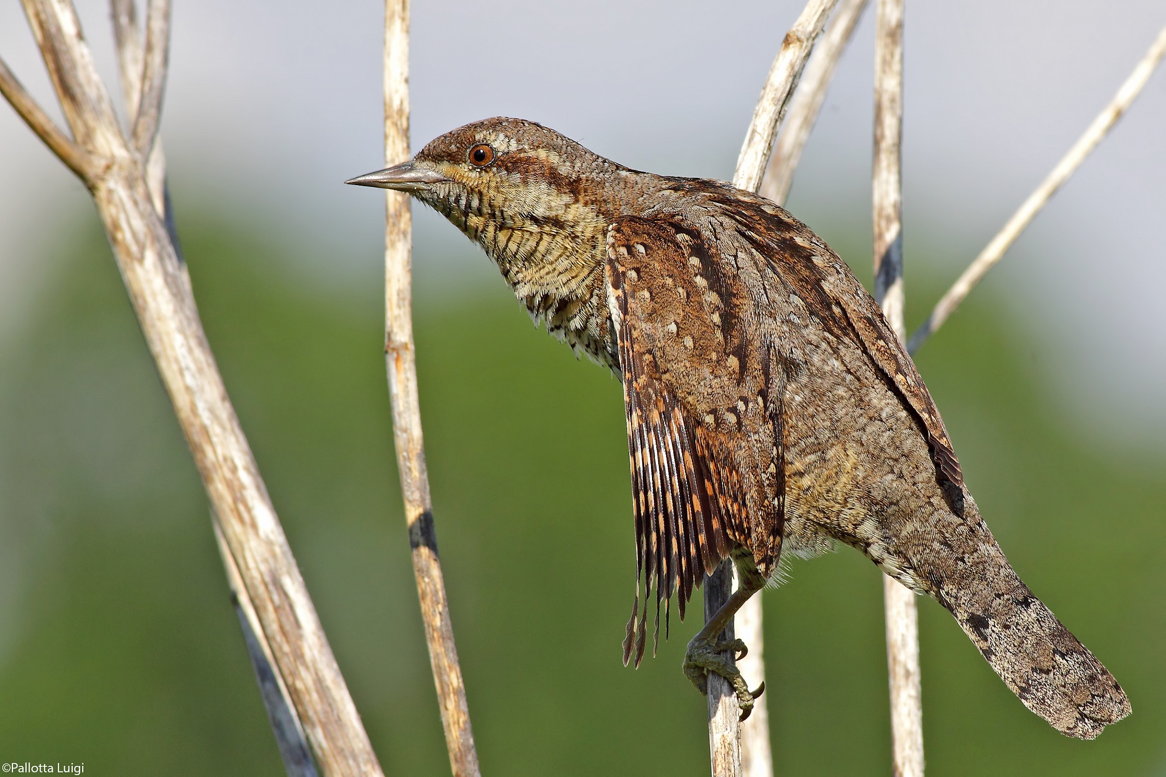Wryneck (Jynx torquilla)