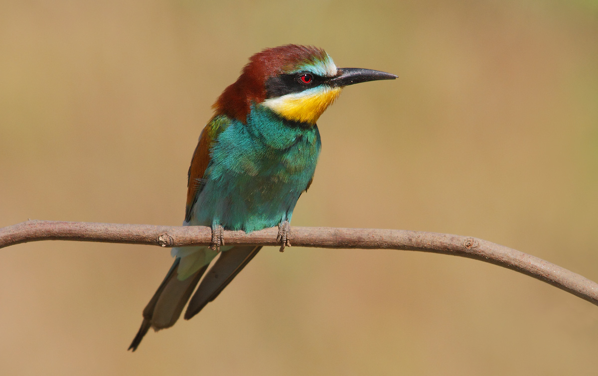 bee-eater