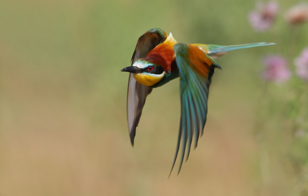 bee-eater