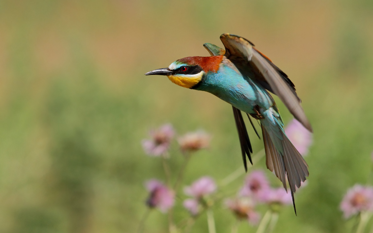 bee-eater