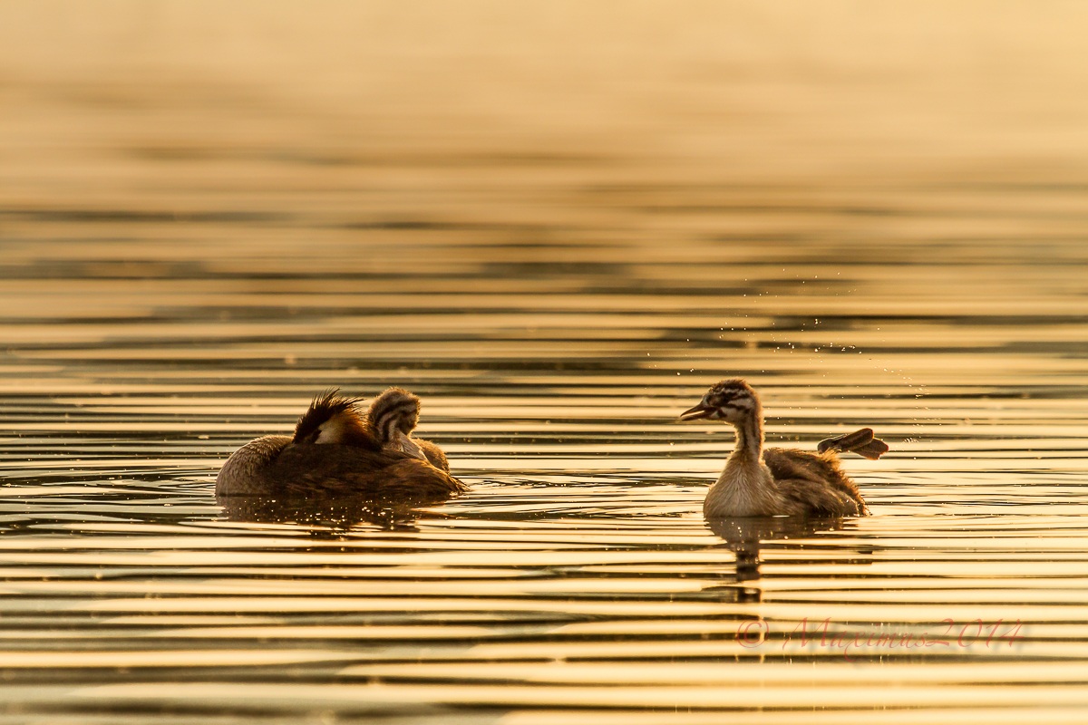 Stretching .. dawn ..