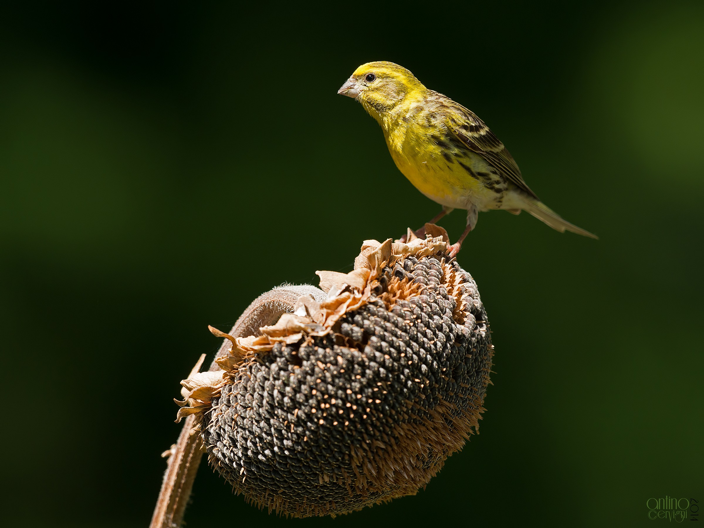 Verzellino e girasole