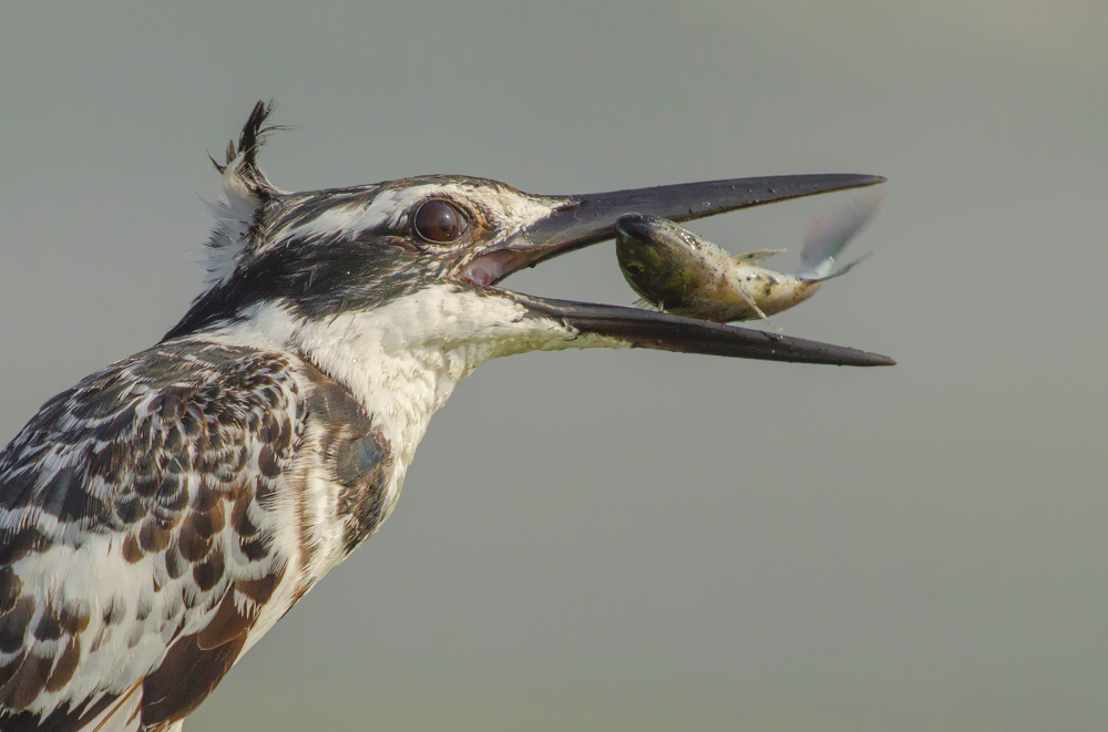 martin pescatore pied