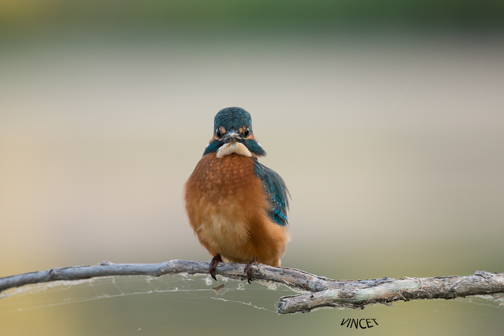 as they are beautiful