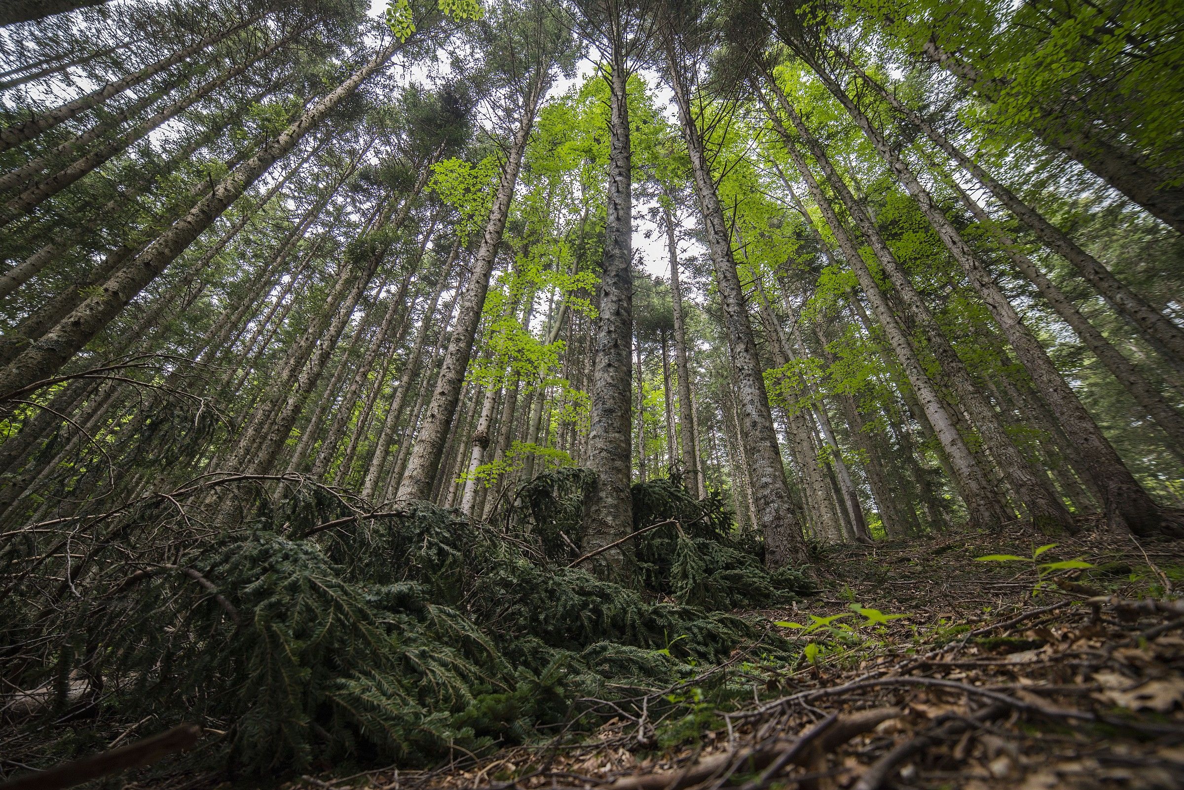 At the foot of the forest