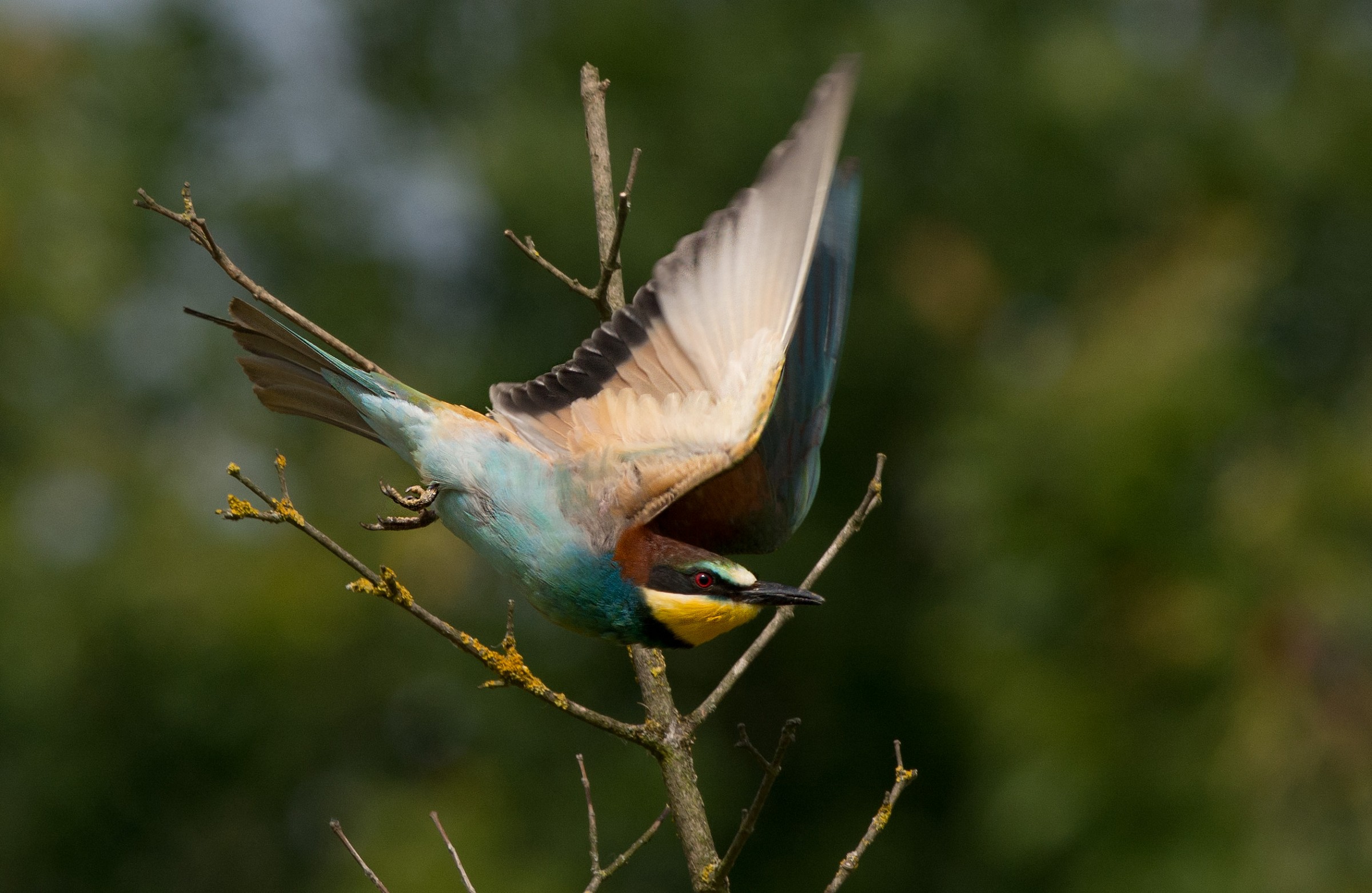 Gruccione in campagna. Specie: Merops apiaster