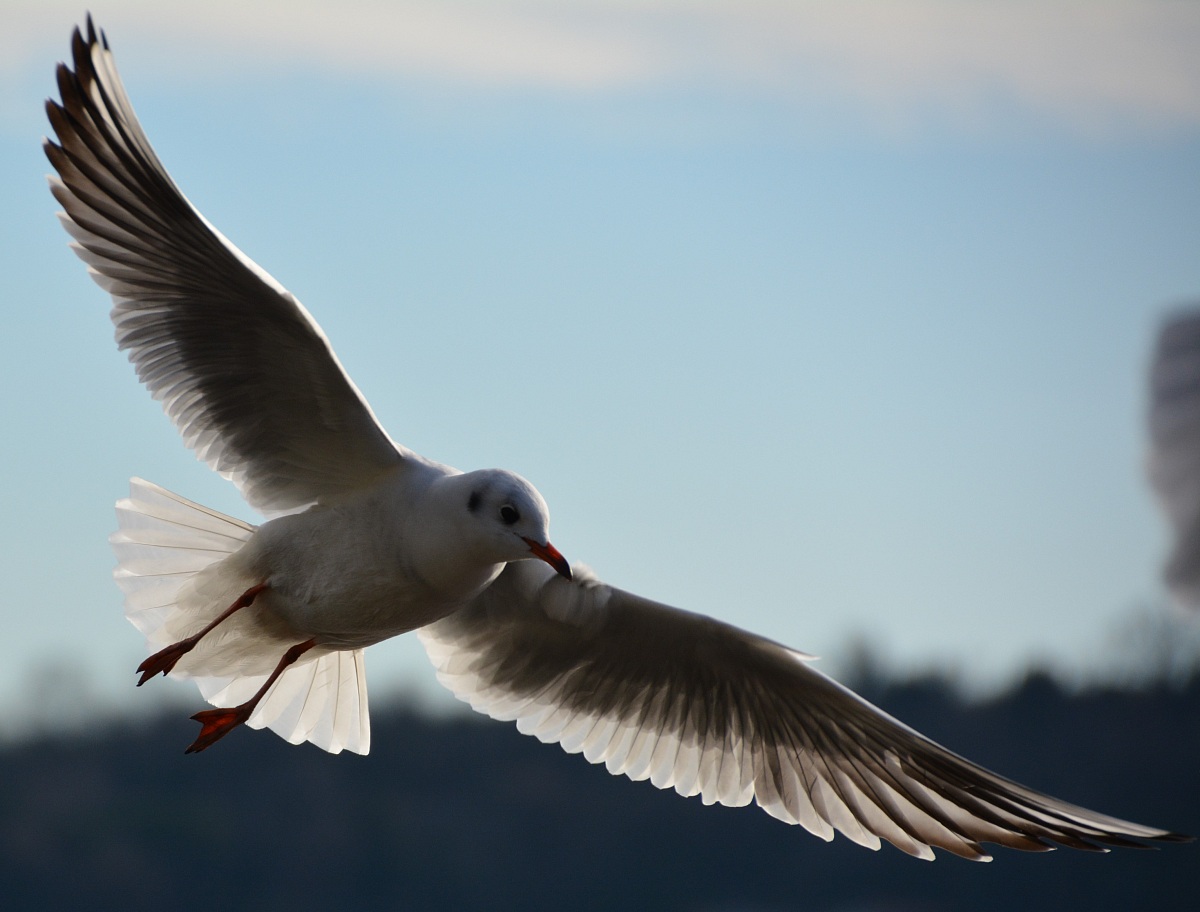 Salo January 1, 2014 No. 1