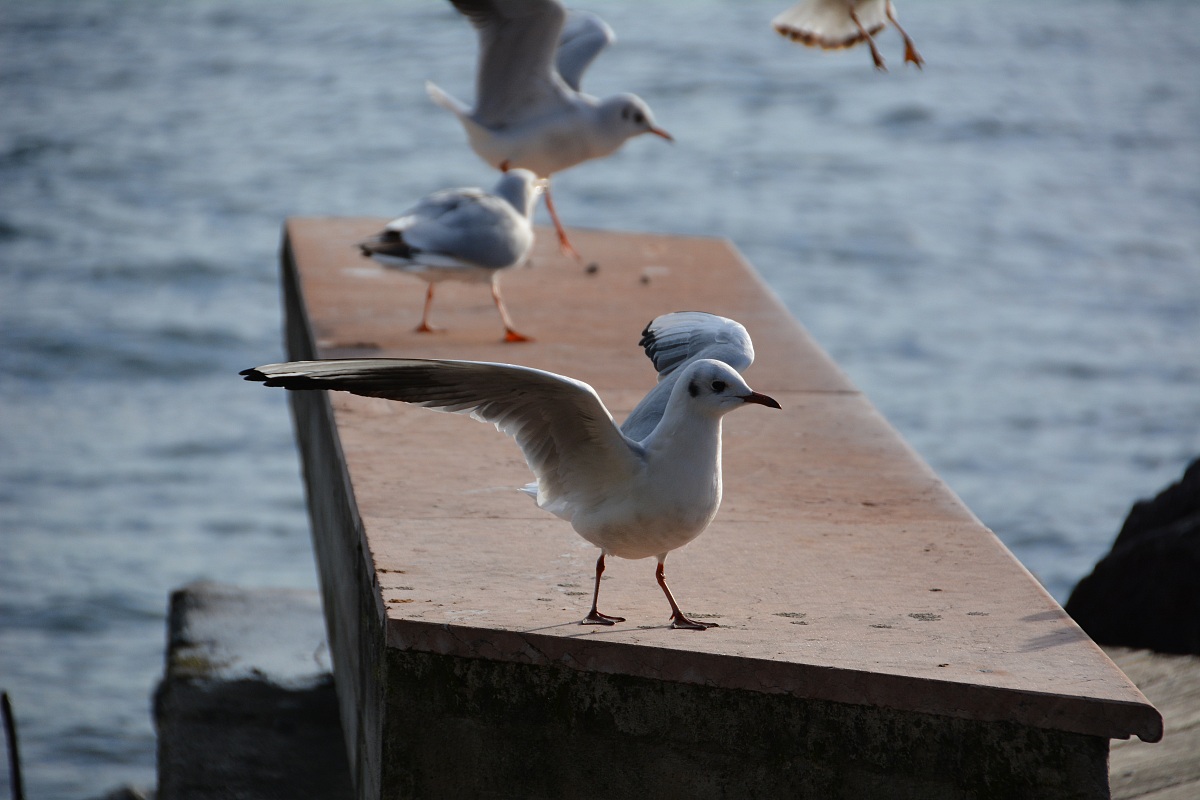 Salo January 1, 2014 No. 2