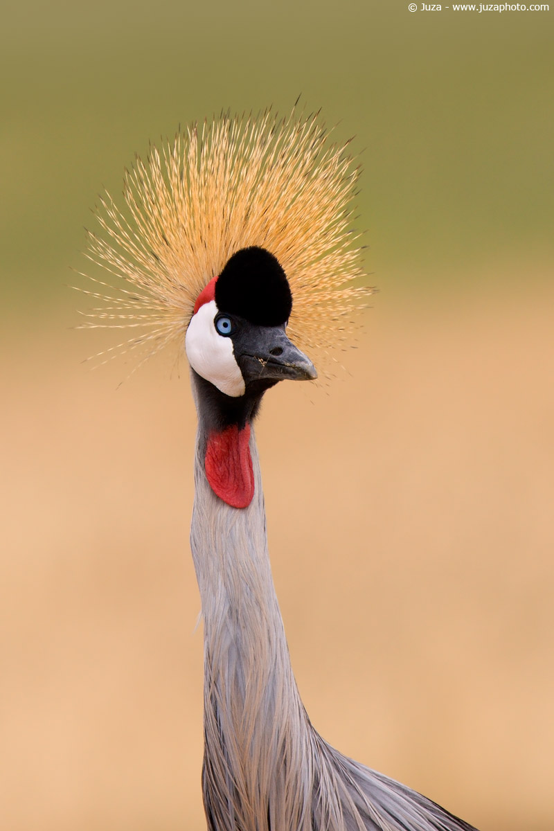Balearica pavonina (Gru Pavonina), 008099