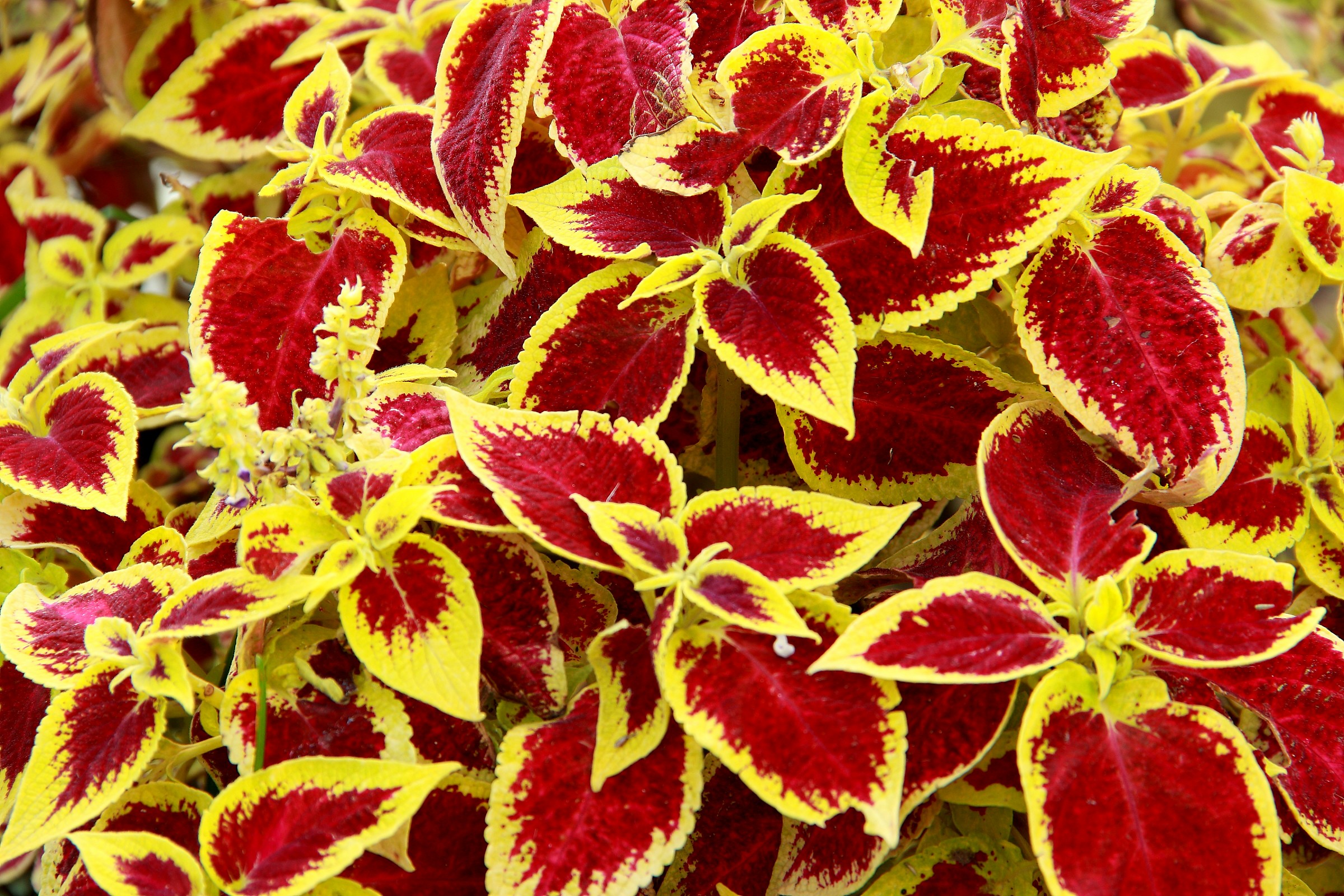 The red wedding yellow