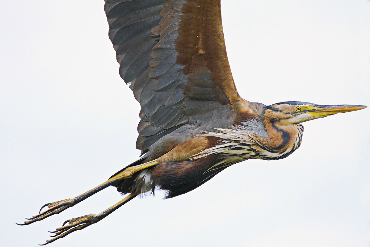 purple heron