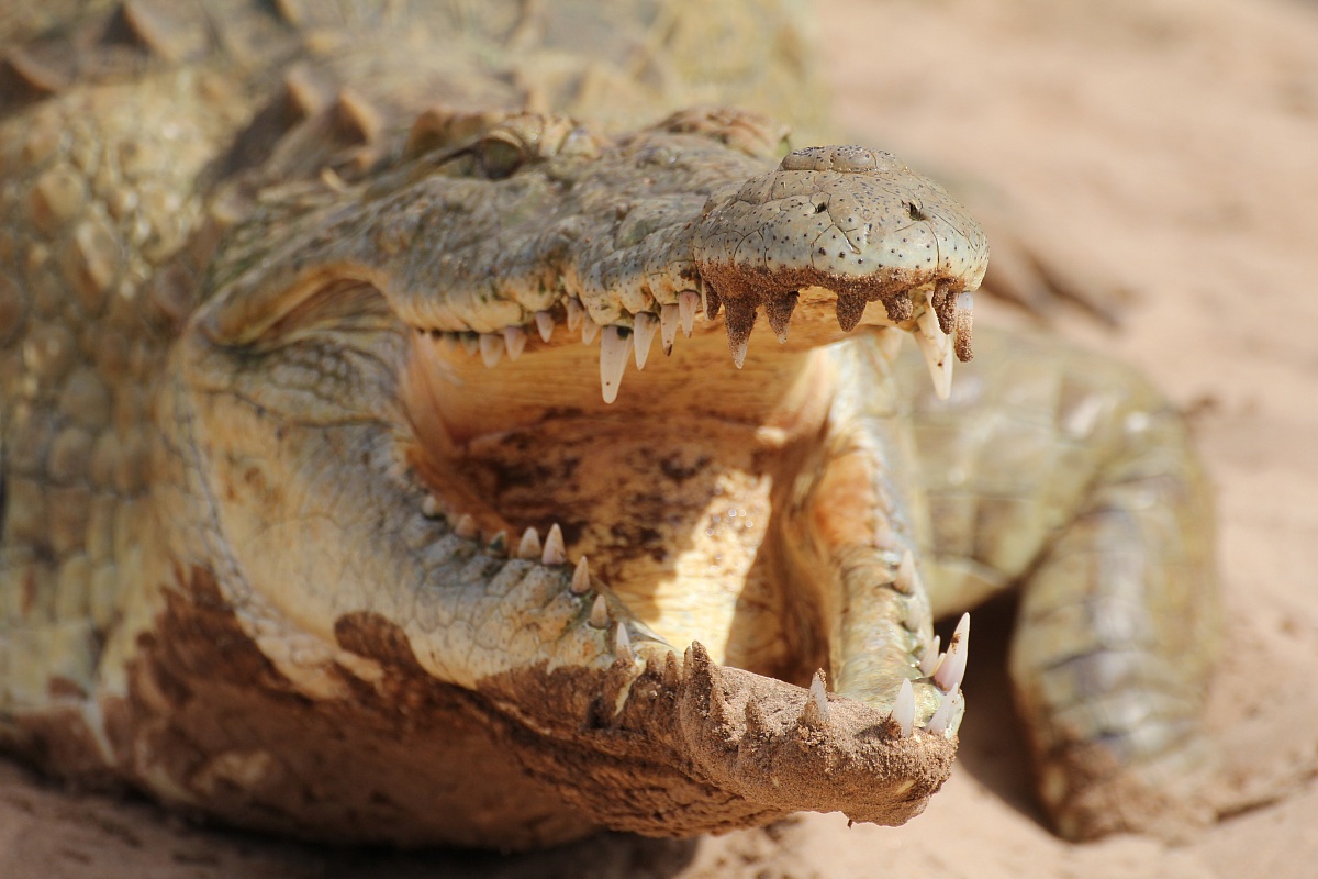 Tsavo East, crocodile!
