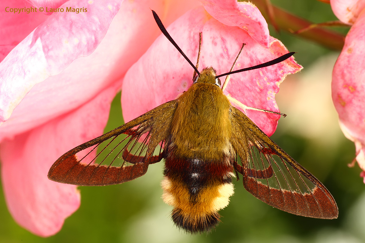 Hemaris fuciformis (Linnaeus, 1758)