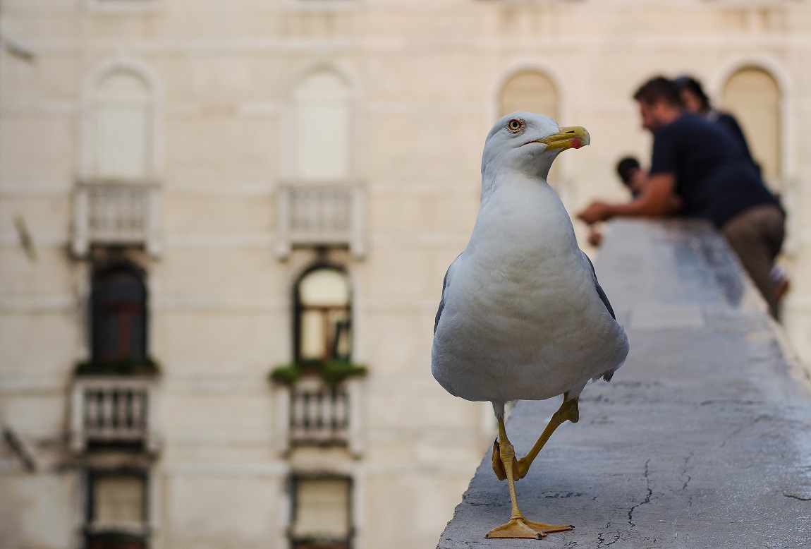 Venetian gull 01.06. '14 Venice Rialto bridge