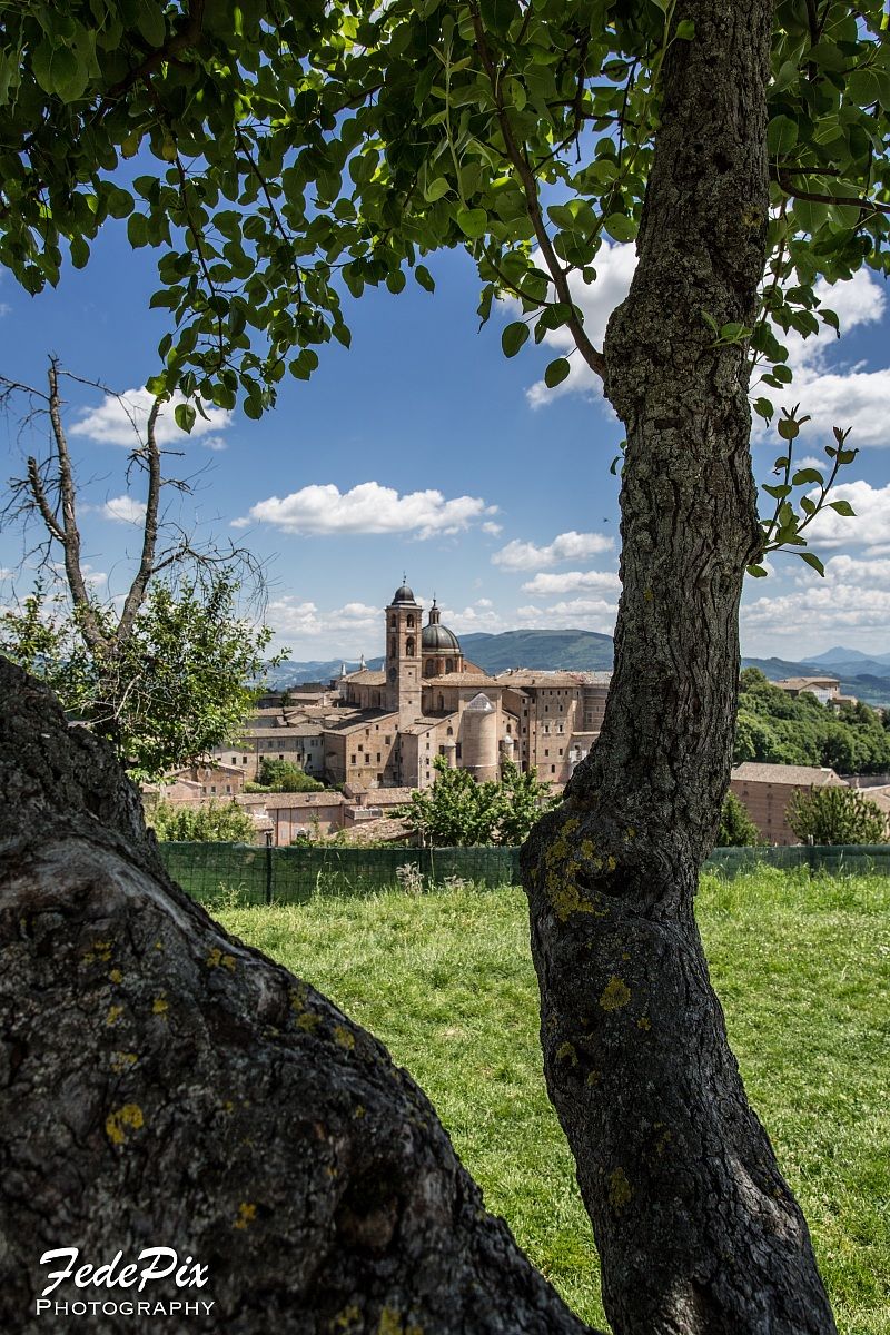 Urbino