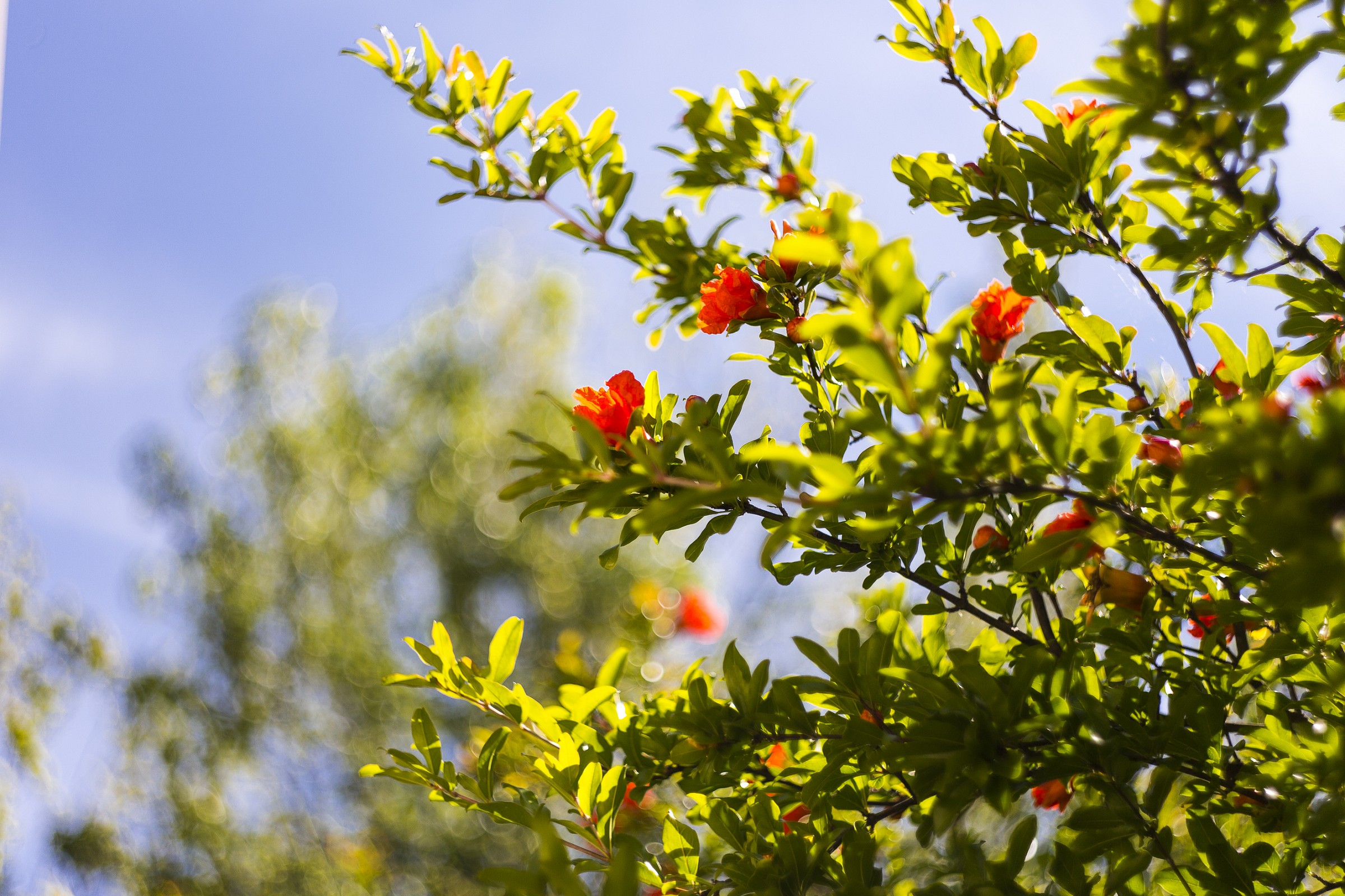 Il melograno corretto