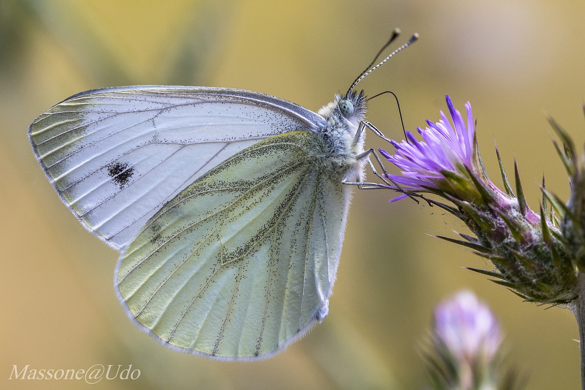 Pieris Rapae