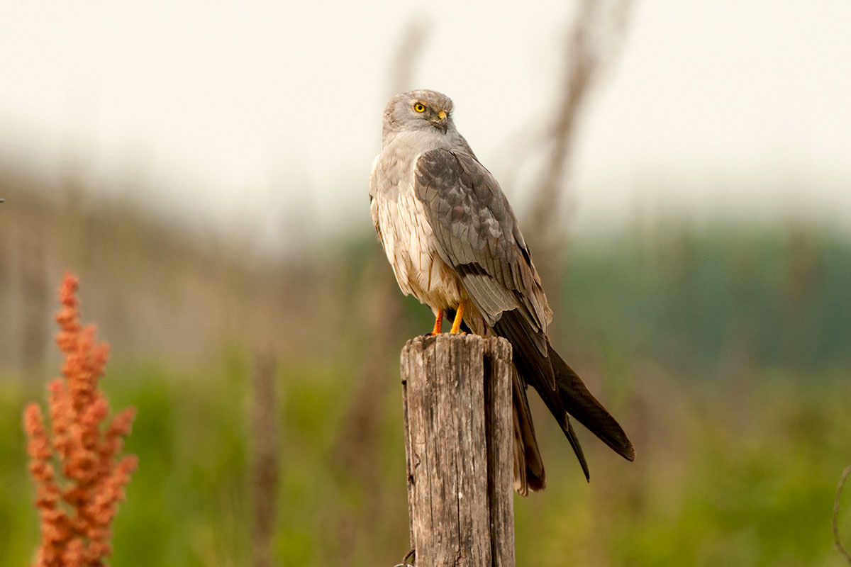Albanella minore maschio
