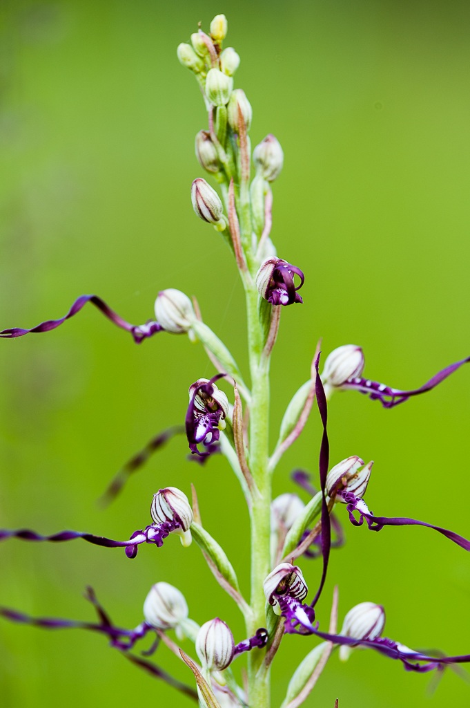 Himantoglossum hircinum
