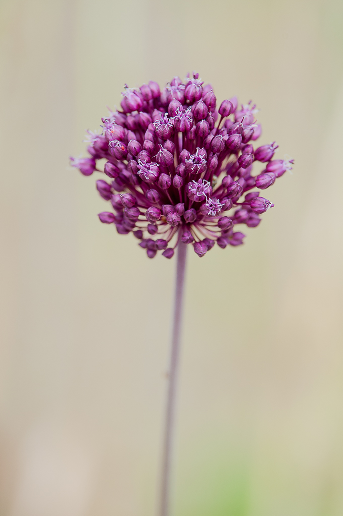 Illum - Aglio rotondo