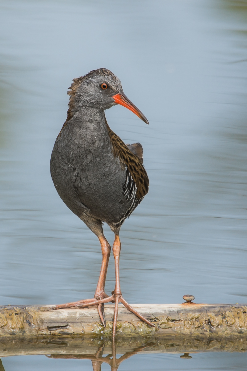 the elegance of water rail