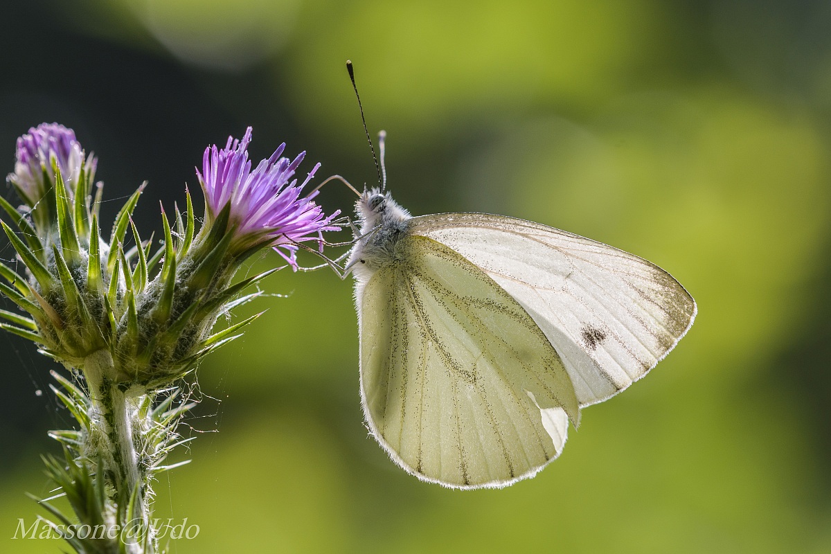 Pieris Rapae