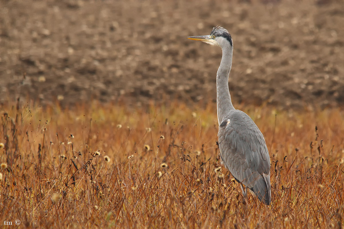 Grey Heron