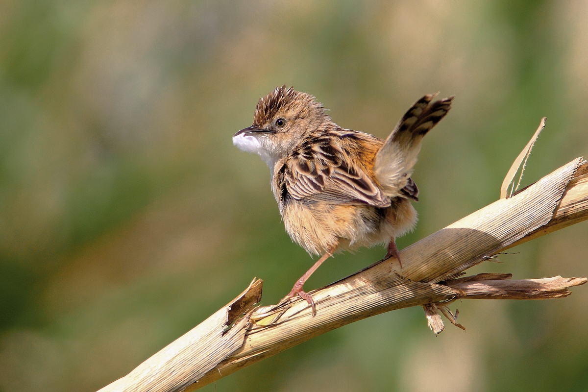 Zitting Cisticola