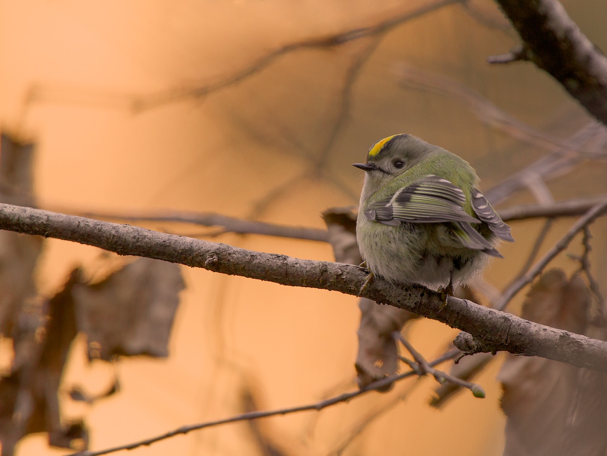 il regolo e le foglie secche