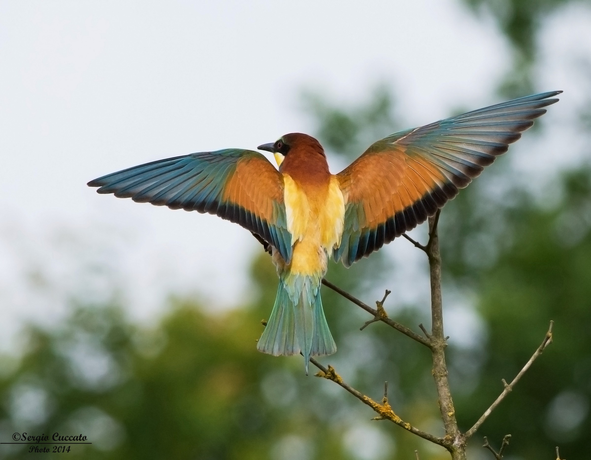 Gruccione in campagna. Specie: Merops apiaster.