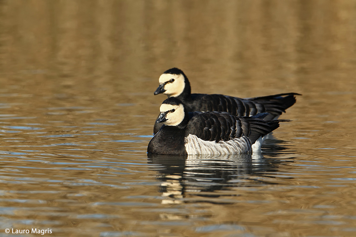 Geese pair of gold-faced
