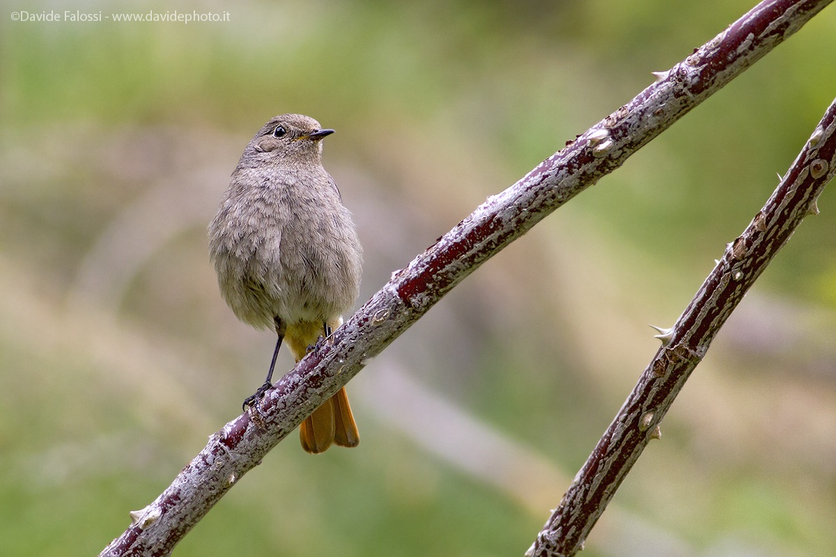 Black Redstart